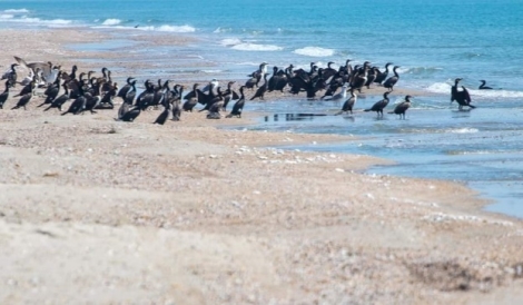 Забруднення та стрес для тварин: як на стан Чорного моря впливає агресія РФ
